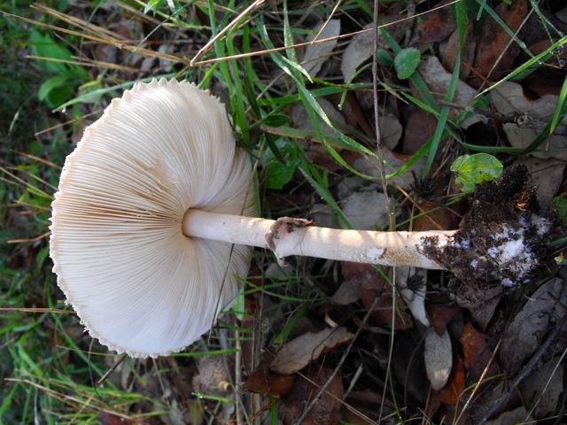 determinazione 4 (Macrolepiota sp.)